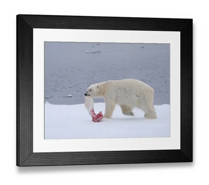 Framed Print : Polar Bear (Ursus maritimus) adult female, with Beluga Whale (Delphinapterus leucas) fin in mouth, walking on ice floe Framed Print : Polar Bear (Ursus maritimus) adult female, with Beluga Whale (Delphinapterus leucas) fin in mouth, walking on ice floe