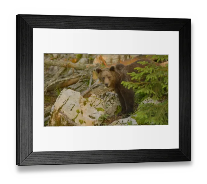 Framed Print : European Brown Bear (Ursus arctos arctos) immature male, standing amongst rocks in forest, in evening sunlight Framed Print : European Brown Bear (Ursus arctos arctos) immature male, standing amongst rocks in forest, in evening sunlight
