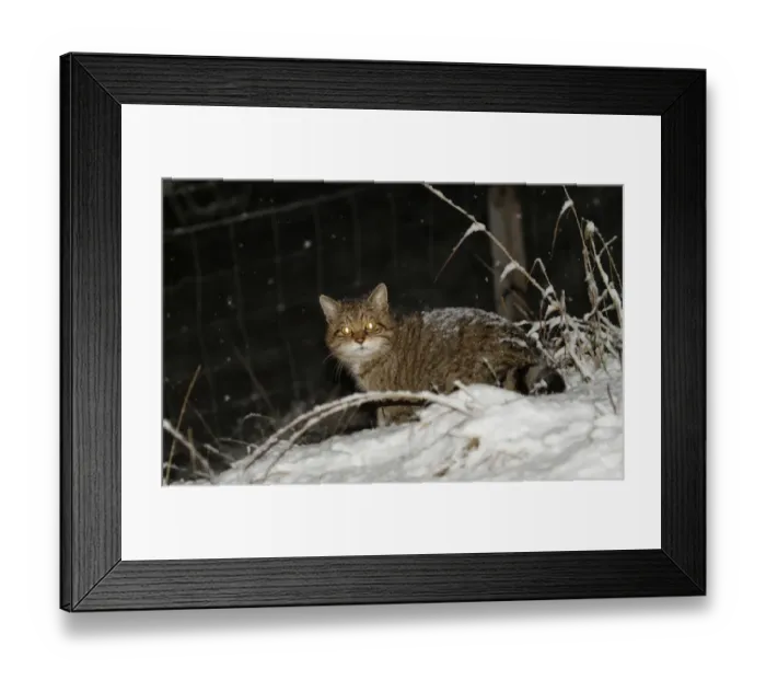 Framed Print : European Wild Cat (Felis silvestris grampia) Scottish race, adult, standing in snow during snowfall at night Framed Print : European Wild Cat (Felis silvestris grampia) Scottish race, adult, standing in snow during snowfall at night