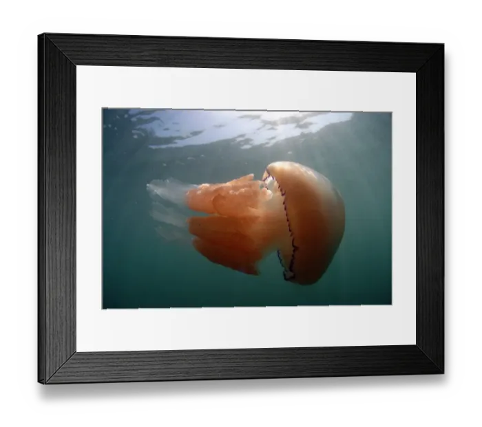 Framed Print : Barrel Jellyfish (Rhizostoma pulmo) adult, swimming near surface, Kimmeridge Bay, Isle of Purbeck, Dorset, England, May Framed Print : Barrel Jellyfish (Rhizostoma pulmo) adult, swimming near surface, Kimmeridge Bay, Isle of Purbeck, Dorset, England, May