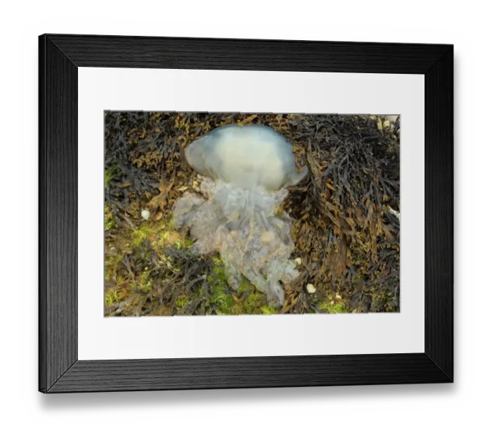 Framed Print : Barrel Jellyfish (Rhizostoma pulmo) dead adult, washed up on beach, Isle of Portland, Dorset, England, May Framed Print : Barrel Jellyfish (Rhizostoma pulmo) dead adult, washed up on beach, Isle of Portland, Dorset, England, May