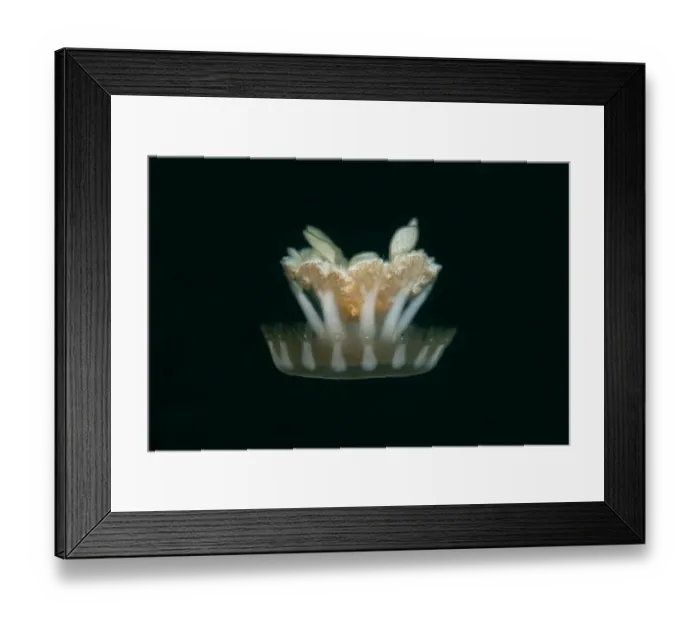 Framed Print : Upside-down Jellyfish (Cassiopeia andromeda) adult, swimming, Lembeh Straits, Sulawesi, Sunda Islands, Indonesia, June Framed Print : Upside-down Jellyfish (Cassiopeia andromeda) adult, swimming, Lembeh Straits, Sulawesi, Sunda Islands, Indonesia, June