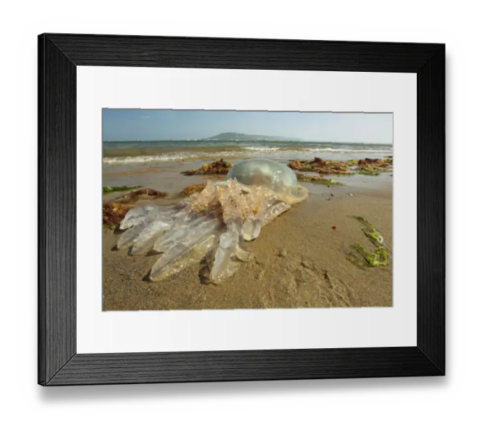 Framed Print : Barrel Jellyfish (Rhizostoma pulmo) dead adult, washed up on beach, Isle of Portland, Dorset, England, May Framed Print : Barrel Jellyfish (Rhizostoma pulmo) dead adult, washed up on beach, Isle of Portland, Dorset, England, May
