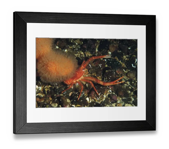 Framed Print : Long-clawed Squat Lobster (Munida rugosa) adult, in sea loch, Loch Carron, Ross and Cromarty, Highlands, Scotland, June