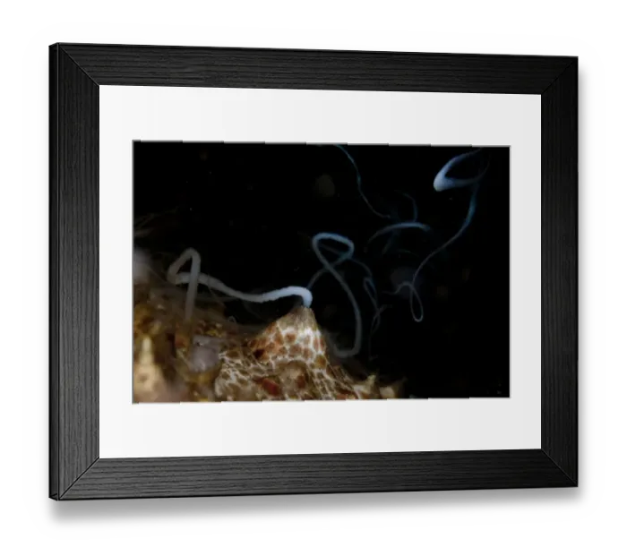 Framed Print : Amberfish Sea Cucumber (Thelenota anax) adult, spawning, Lembeh Straits, Sulawesi, Sunda Islands, Indonesia, June Framed Print : Amberfish Sea Cucumber (Thelenota anax) adult, spawning, Lembeh Straits, Sulawesi, Sunda Islands, Indonesia, June