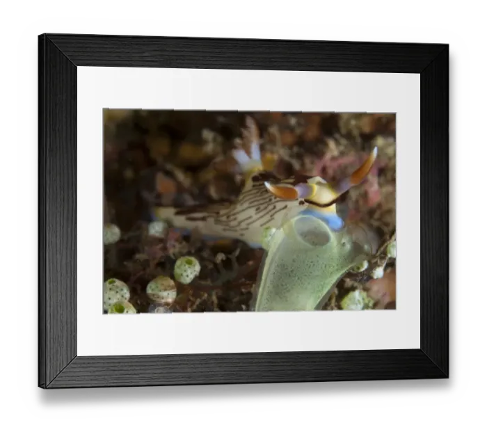 Framed Print : Lined Nembrotha Nudibranch (Nembrotha lineolata) adult, feeding on Sea-squirt (Rhopalaea sp. ), Lembeh Straits Framed Print : Lined Nembrotha Nudibranch (Nembrotha lineolata) adult, feeding on Sea-squirt (Rhopalaea sp. ), Lembeh Straits