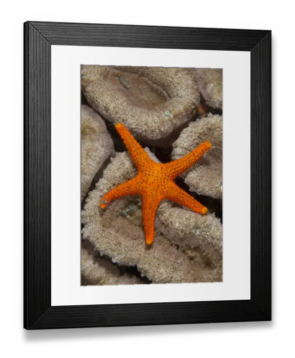 Framed Print : Thousand-pores Starfish (Fromia milleporella) adult, on coral, Lembeh Straits, Sulawesi, Sunda Islands, Indonesia, June Framed Print : Thousand-pores Starfish (Fromia milleporella) adult, on coral, Lembeh Straits, Sulawesi, Sunda Islands, Indonesia, June