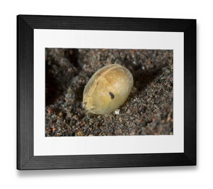Framed Print : Ostracod (Ostracoda sp. ) adult, on sand at night, Seraya, Bali, Lesser Sunda Islands, Indonesia, April Framed Print : Ostracod (Ostracoda sp. ) adult, on sand at night, Seraya, Bali, Lesser Sunda Islands, Indonesia, April
