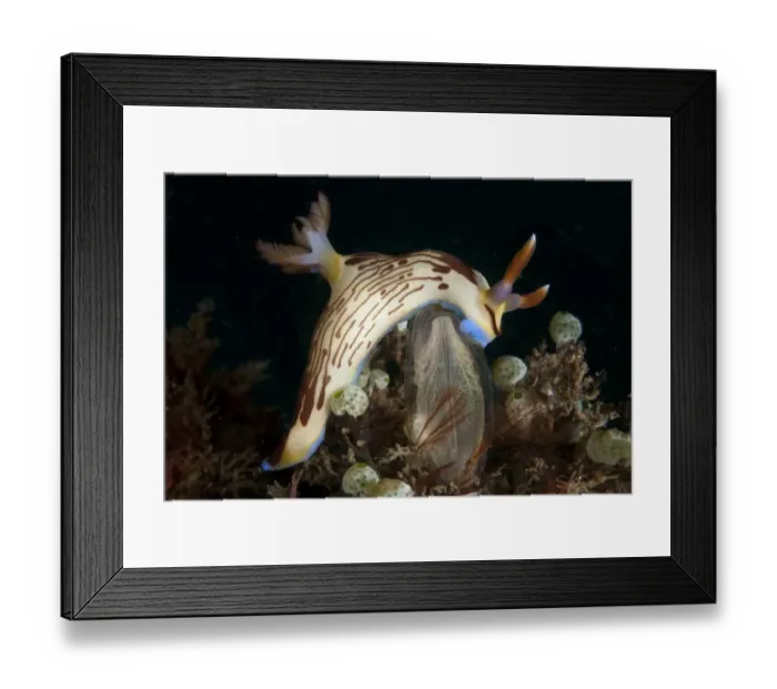 Framed Print : Lined Nembrotha Nudibranch (Nembrotha lineolata) adult, feeding on Sea-squirt (Rhopalaea sp. ), Lembeh Straits Framed Print : Lined Nembrotha Nudibranch (Nembrotha lineolata) adult, feeding on Sea-squirt (Rhopalaea sp. ), Lembeh Straits