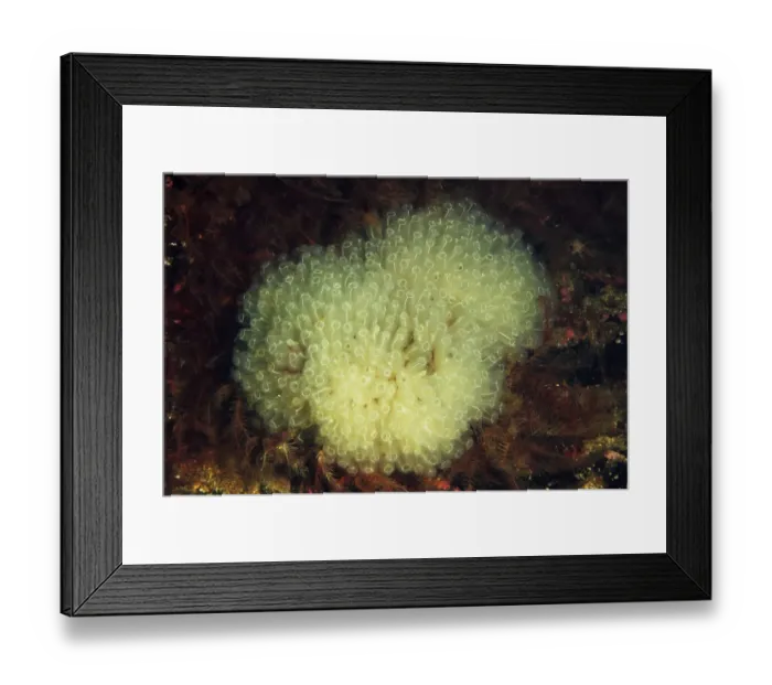 Framed Print : Football Sea-squirt (Diazona violacea) adults, colony in sea loch, Loch Carron, Ross and Cromarty, Highlands, Scotland Framed Print : Football Sea-squirt (Diazona violacea) adults, colony in sea loch, Loch Carron, Ross and Cromarty, Highlands, Scotland