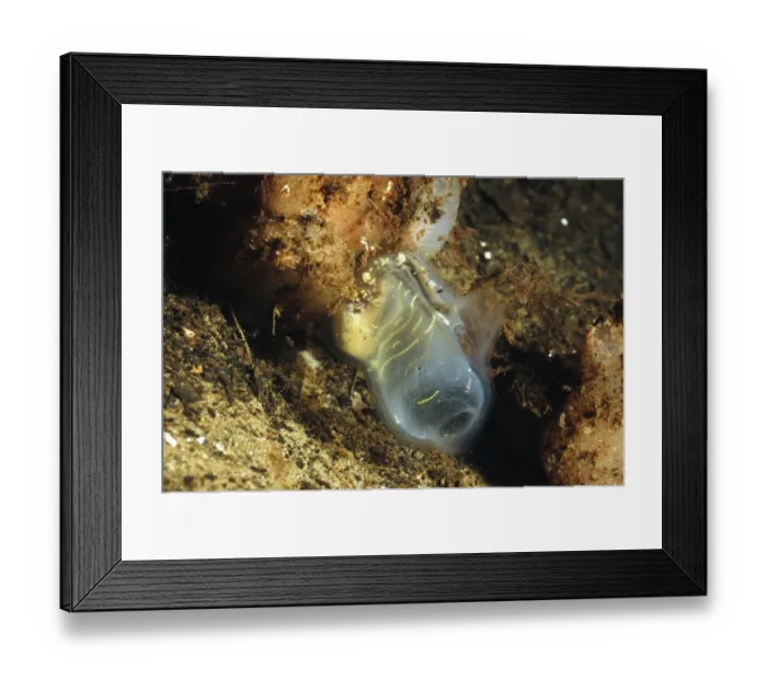Framed Print : Gas Mantle Ascidian (Corella parallelogramma) adult, in sea loch, Loch Fyne, Argyll and Bute, Scotland, June Framed Print : Gas Mantle Ascidian (Corella parallelogramma) adult, in sea loch, Loch Fyne, Argyll and Bute, Scotland, June
