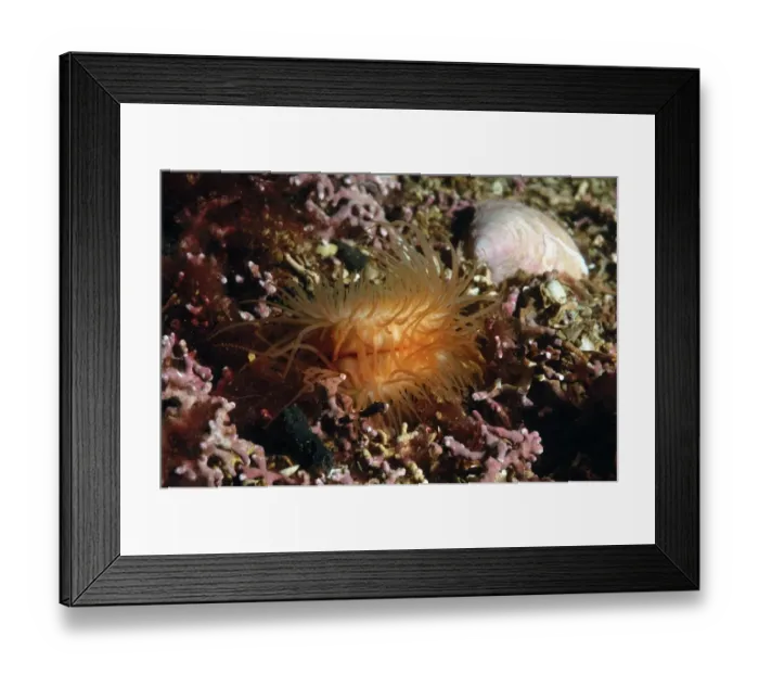 Framed Print : Gaping File Shell (Limaria hians) adult, with tentacles extended, amongst maerl in sea loch, Loch Carron Framed Print : Gaping File Shell (Limaria hians) adult, with tentacles extended, amongst maerl in sea loch, Loch Carron