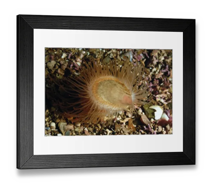 Framed Print : Gaping File Shell (Limaria hians) adult, with tentacles extended, amongst maerl in sea loch, Loch Carron Framed Print : Gaping File Shell (Limaria hians) adult, with tentacles extended, amongst maerl in sea loch, Loch Carron