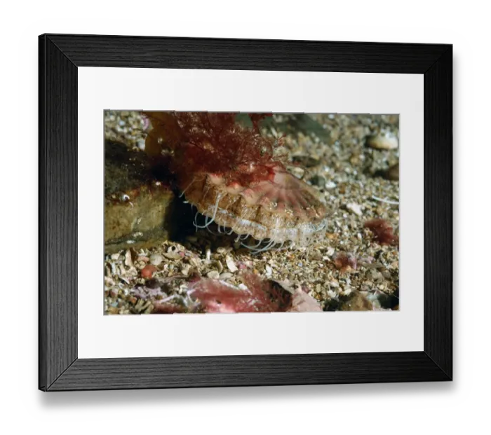 Framed Print : Great Scallop (Pecten maximus) adult, with tentacles extended, on seabed in sea loch, Loch Carron, Ross and Cromarty Framed Print : Great Scallop (Pecten maximus) adult, with tentacles extended, on seabed in sea loch, Loch Carron, Ross and Cromarty