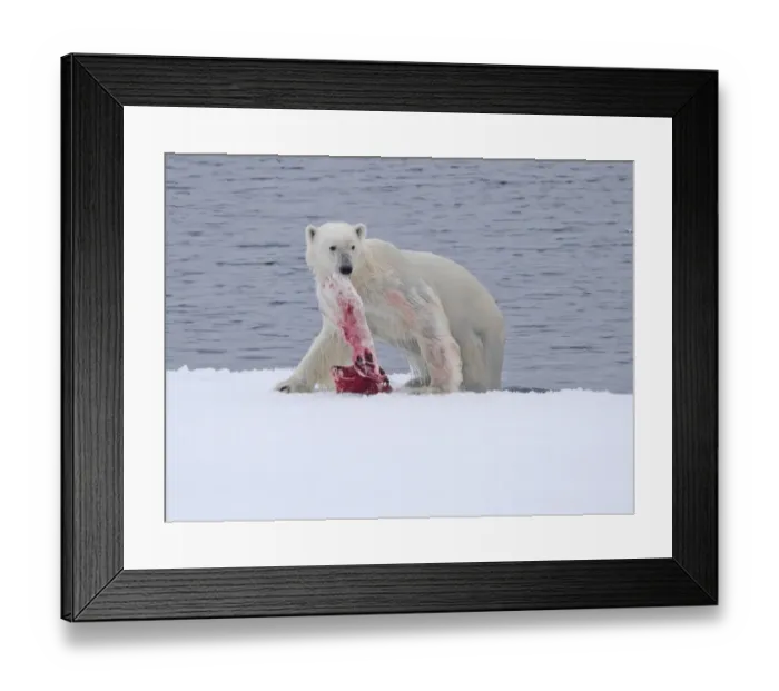 Framed Print : Polar Bear (Ursus maritimus) adult female, with Beluga Whale (Delphinapterus leucas) fin in mouth Framed Print : Polar Bear (Ursus maritimus) adult female, with Beluga Whale (Delphinapterus leucas) fin in mouth