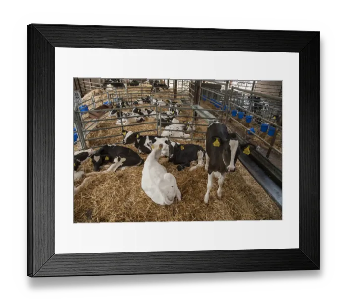Framed Print : Domestic Cattle, Holstein dairy calves, on straw bedding in pens, Cheshire, England, August Framed Print : Domestic Cattle, Holstein dairy calves, on straw bedding in pens, Cheshire, England, August
