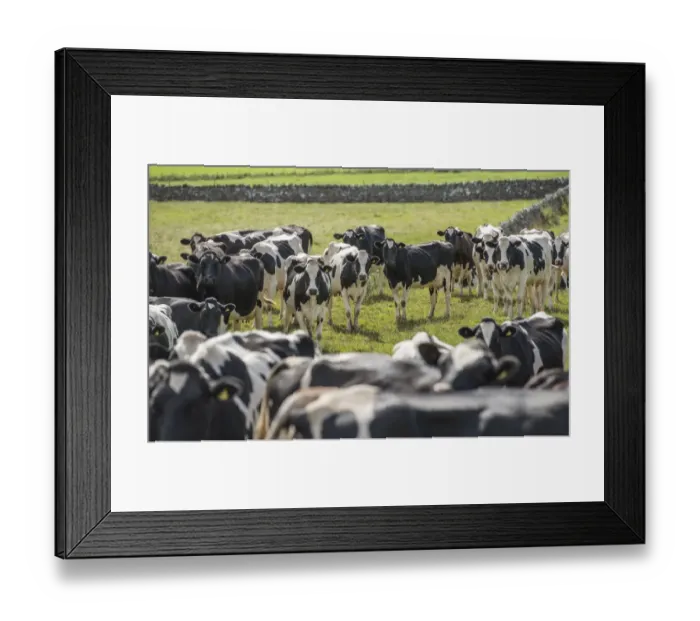 Framed Print : Domestic Cattle, Holstein dairy cows, herd gathering ready to come in for milking, Penrith, Cumbria, England, August Framed Print : Domestic Cattle, Holstein dairy cows, herd gathering ready to come in for milking, Penrith, Cumbria, England, August