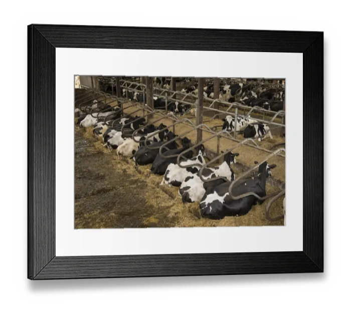 Framed Print : Domestic Cattle, Holstein cows, herd resting in cubicle house on farm, Preston, Lancashire, England, July