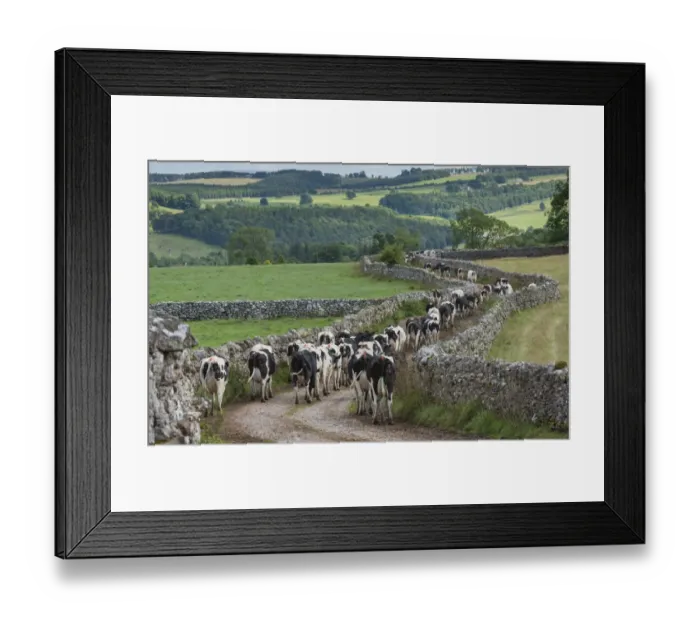 Framed Print : Domestic Cattle, Holstein dairy cows, herd coming in for milking, walking along track beside drystone walls, Penrith