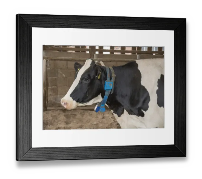 Framed Print : Domestic Cattle, Holstein cow, close-up of head, with neck collar and transponder, in cubicle house, Cheshire, England Framed Print : Domestic Cattle, Holstein cow, close-up of head, with neck collar and transponder, in cubicle house, Cheshire, England