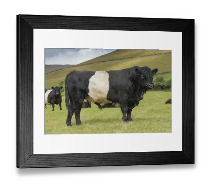 Framed Print : Domestic Cattle, Belted Galloway, bull and cows, standing in pasture, Edale, Peak District N. P Framed Print : Domestic Cattle, Belted Galloway, bull and cows, standing in pasture, Edale, Peak District N. P