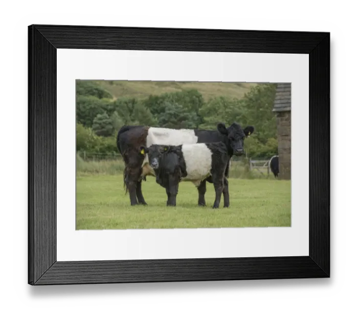 Framed Print : Domestic Cattle, Belted Galloway, cow and calf, standing in pasture, Edale, Peak District N. P Framed Print : Domestic Cattle, Belted Galloway, cow and calf, standing in pasture, Edale, Peak District N. P