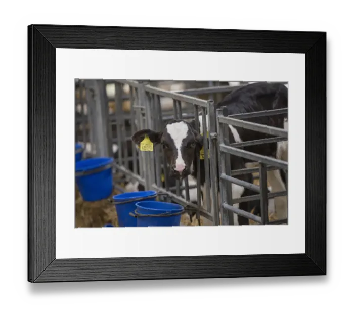 Framed Print : Domestic Cattle, Holstein calf, standing in calf pen on dairy farm, Cheshire, England, August