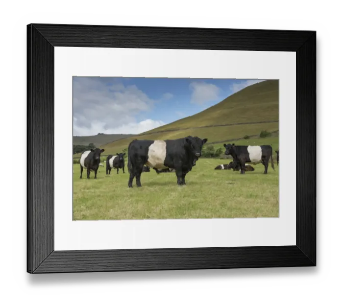 Framed Print : Domestic Cattle, Belted Galloway, bull and cows, herd standing in pasture, Edale, Peak District N. P Framed Print : Domestic Cattle, Belted Galloway, bull and cows, herd standing in pasture, Edale, Peak District N. P