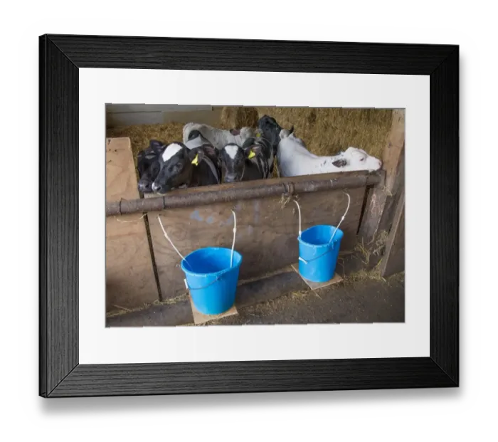 Framed Print : Domestic Cattle, British Blue x Holstein calves, in straw pen with feeder buckets on farm, Preston, Lancashire Framed Print : Domestic Cattle, British Blue x Holstein calves, in straw pen with feeder buckets on farm, Preston, Lancashire