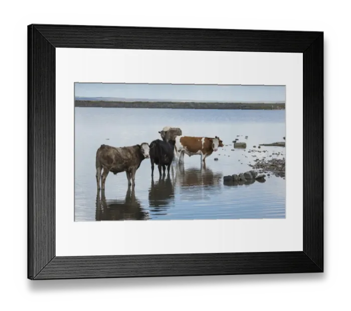 Framed Print : Domestic Cattle, beef herd, standing in shallow water at edge of disused reservoir, Gaddings Dam Reservoir, Todmorden Framed Print : Domestic Cattle, beef herd, standing in shallow water at edge of disused reservoir, Gaddings Dam Reservoir, Todmorden