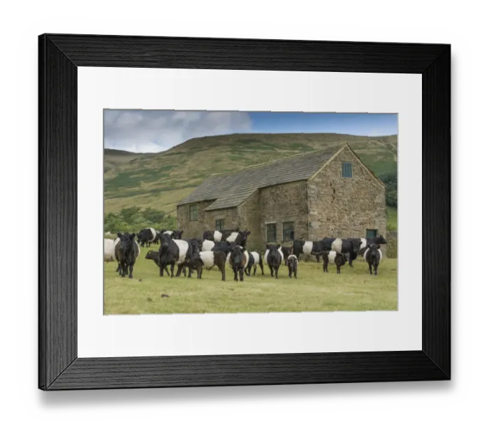 Framed Print : Domestic Cattle, Belted Galloway, bull, cows and calves, herd standing in pasture beside stone field barn, Edale
