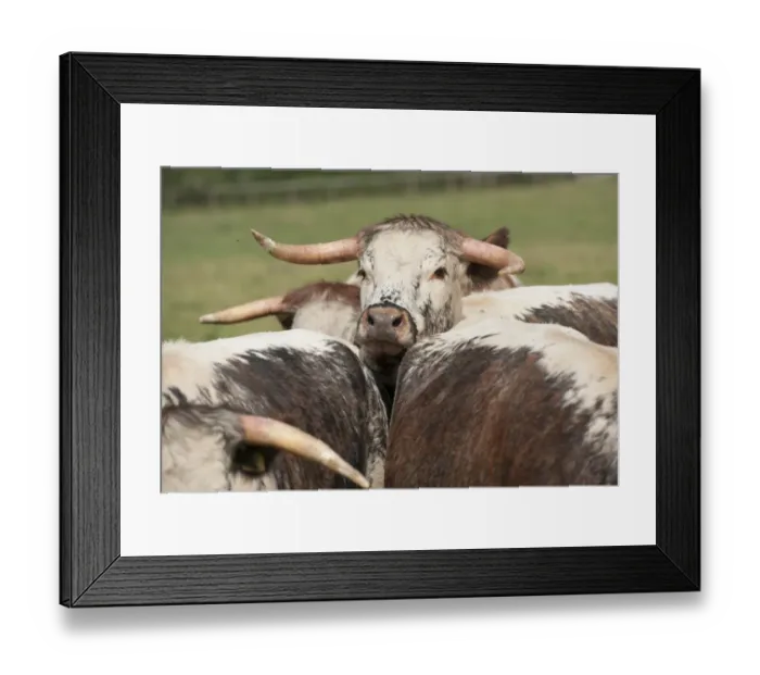 Framed Print : Domestic Cattle, Longhorn beef herd, standing in pasture, Baschurch, Shropshire, England, August Framed Print : Domestic Cattle, Longhorn beef herd, standing in pasture, Baschurch, Shropshire, England, August