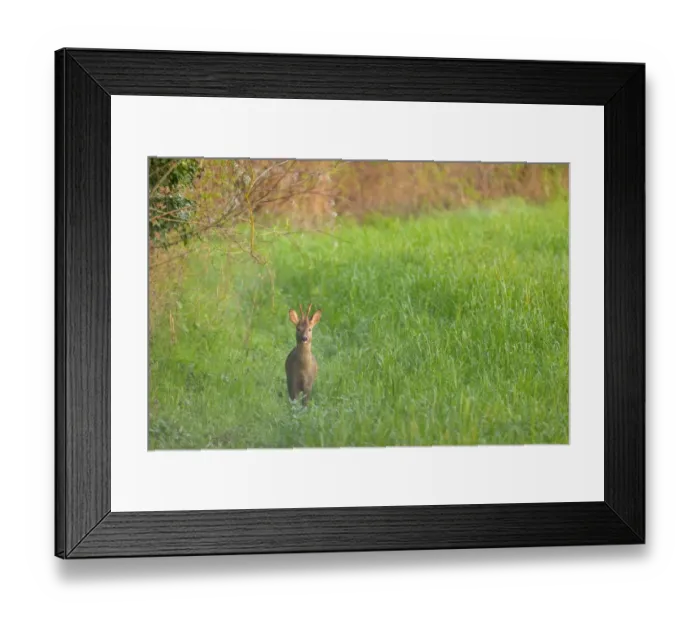 Framed Print : Western Roe Deer (Capreolus capreolus) buck, standing in field at dawn, Italy, March Framed Print : Western Roe Deer (Capreolus capreolus) buck, standing in field at dawn, Italy, March