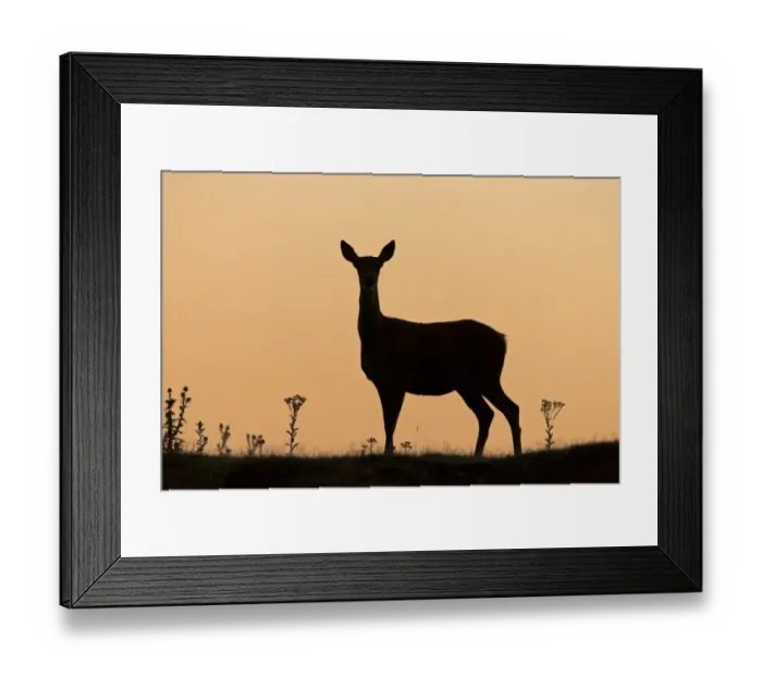 Framed Print : Red Deer (Cervus elaphus) hind, silhouetted at sunrise, Minsmere RSPB Reserve, Suffolk, England, July