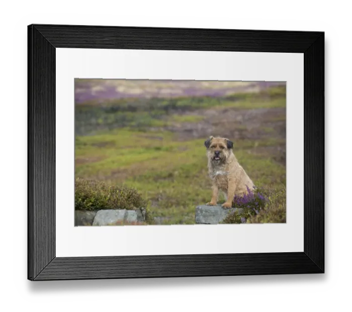 Framed Print : Domestic Dog, Border Terrier, adult male, seven-years old, sitting on stone shooting butt in moorland, Blakey Ridge Framed Print : Domestic Dog, Border Terrier, adult male, seven-years old, sitting on stone shooting butt in moorland, Blakey Ridge