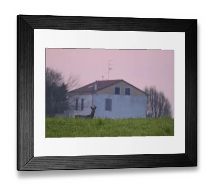 Framed Print : Western Roe Deer (Capreolus capreolus) buck, standing in field at sunrise, with building in background, Italy, March Framed Print : Western Roe Deer (Capreolus capreolus) buck, standing in field at sunrise, with building in background, Italy, March