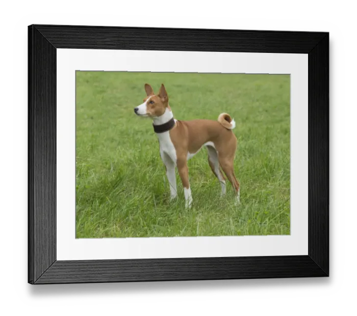 Framed Print : Domestic Dog, Basenji, juvenile female, nine-months old, wearing collar, standing on grass, Kingsland, Herefordshire Framed Print : Domestic Dog, Basenji, juvenile female, nine-months old, wearing collar, standing on grass, Kingsland, Herefordshire