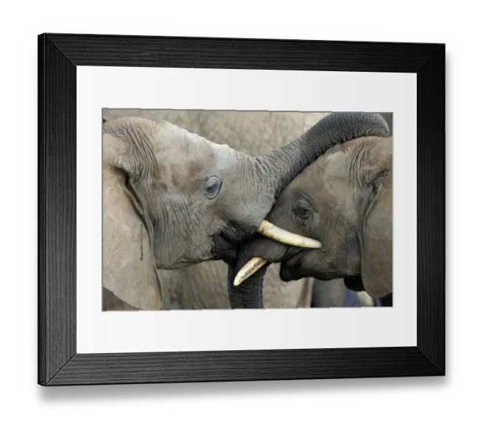 Framed Print : African Elephant (Loxodonta africana) two immatures, close-up of head, one resting trunk on head of other Framed Print : African Elephant (Loxodonta africana) two immatures, close-up of head, one resting trunk on head of other