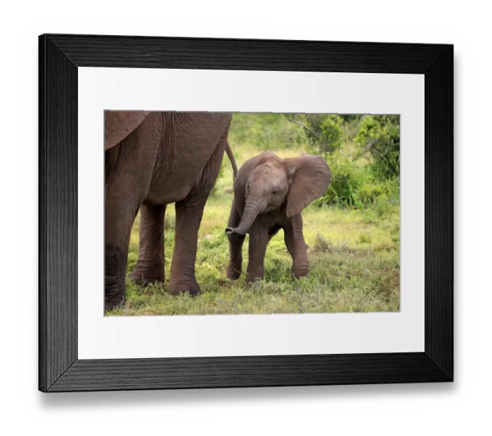 Framed Print : African Elephant (Loxodonta africana) calf, walking beside mother, Addo Elephant N. P Framed Print : African Elephant (Loxodonta africana) calf, walking beside mother, Addo Elephant N. P