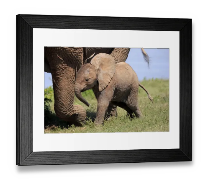 Framed Print : African Elephant (Loxodonta africana) calf, walking beside mother, Addo Elephant N. P Framed Print : African Elephant (Loxodonta africana) calf, walking beside mother, Addo Elephant N. P