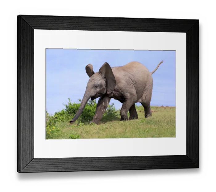 Framed Print : African Elephant (Loxodonta africana) calf, running beside water, Addo Elephant N. P Framed Print : African Elephant (Loxodonta africana) calf, running beside water, Addo Elephant N. P