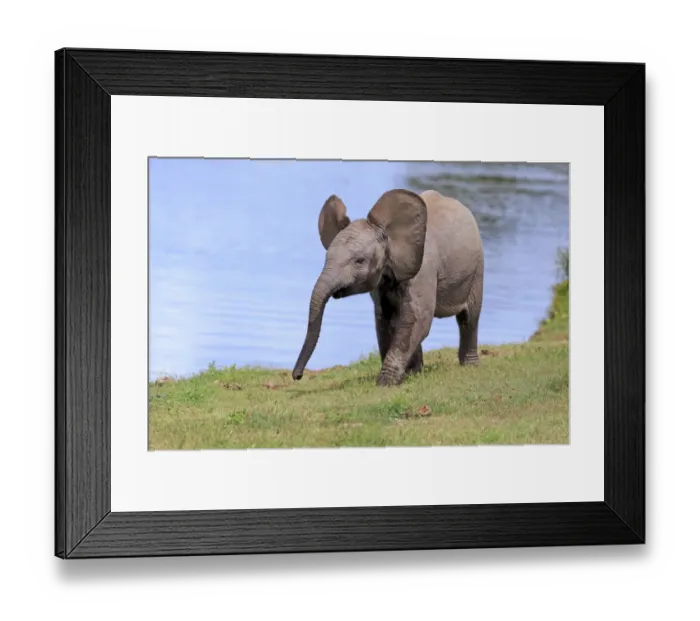 Framed Print : African Elephant (Loxodonta africana) calf, walking beside water, Addo Elephant N. P Framed Print : African Elephant (Loxodonta africana) calf, walking beside water, Addo Elephant N. P