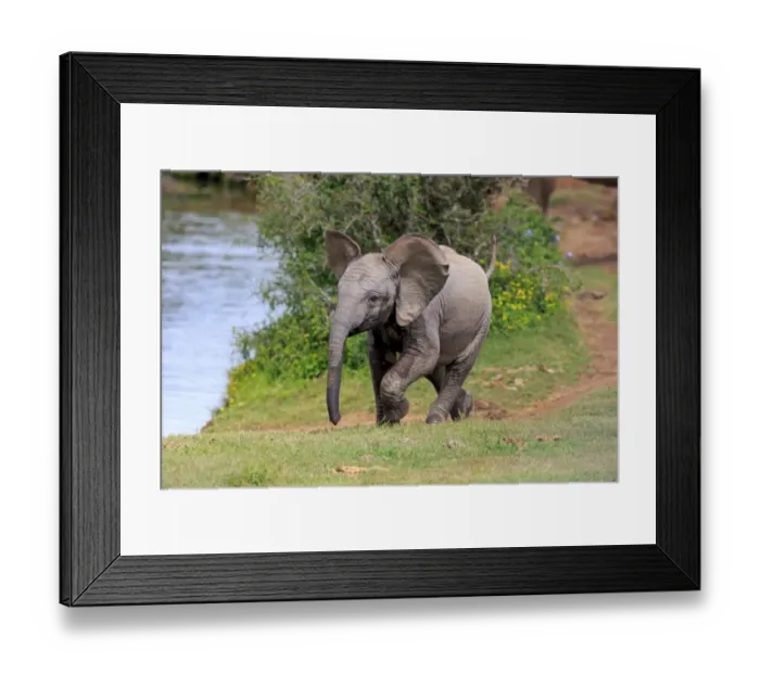 Framed Print : African Elephant (Loxodonta africana) calf, walking beside water, Addo Elephant N. P