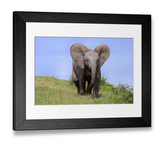 Framed Print : African Elephant (Loxodonta africana) calf, walking beside water, Addo Elephant N. P