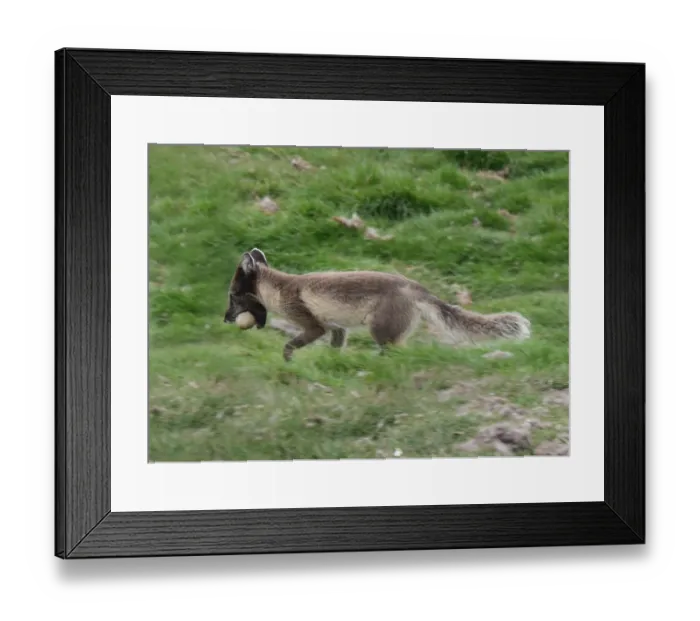 Framed Print : Arctic Fox (Vulpes lagopus) adult, summer coat, with eider duck egg in mouth, running on grass, Svalbard, July Framed Print : Arctic Fox (Vulpes lagopus) adult, summer coat, with eider duck egg in mouth, running on grass, Svalbard, July