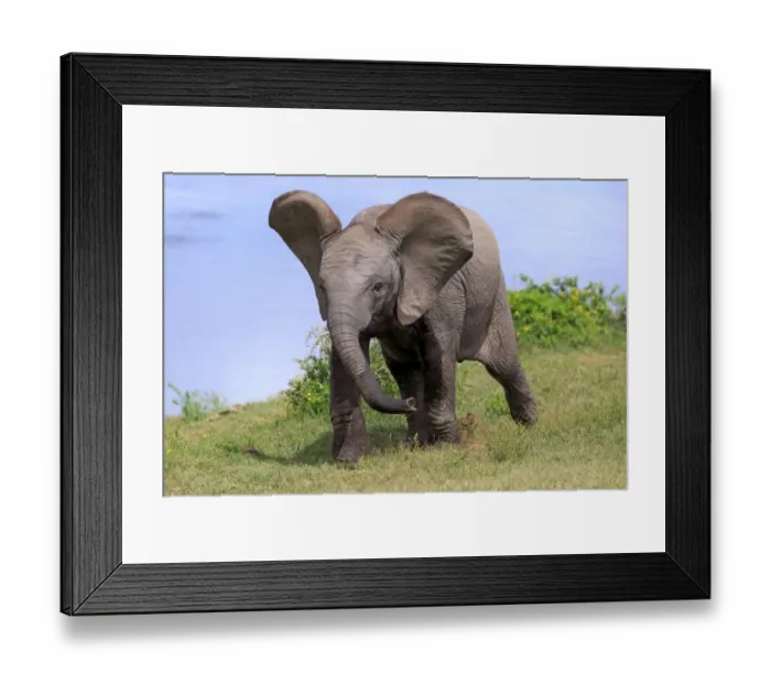 Framed Print : African Elephant (Loxodonta africana) calf, walking beside water, Addo Elephant N. P Framed Print : African Elephant (Loxodonta africana) calf, walking beside water, Addo Elephant N. P