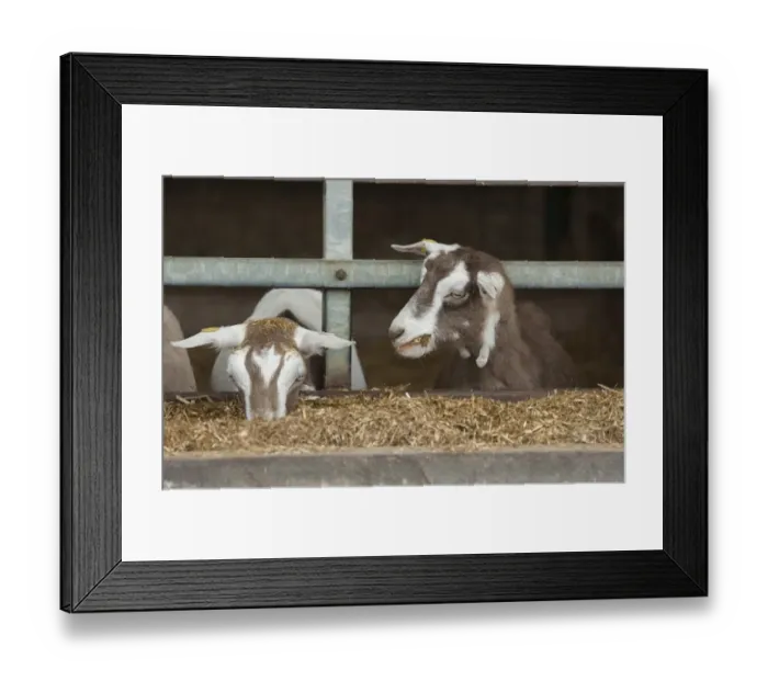 Framed Print : Domestic Goat, Toggenburg nannies, feeding at feed barrier in yard, Yorkshire, England, September Framed Print : Domestic Goat, Toggenburg nannies, feeding at feed barrier in yard, Yorkshire, England, September