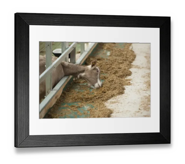 Framed Print : Domestic Goat, Toggenburg nanny, feeding at feed barrier in yard, Yorkshire, England, September Framed Print : Domestic Goat, Toggenburg nanny, feeding at feed barrier in yard, Yorkshire, England, September