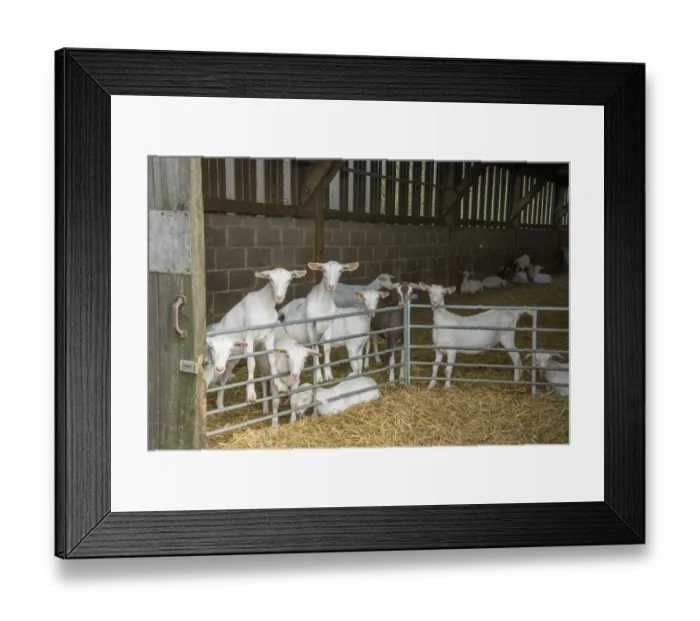 Framed Print : Domestic Goat, Saanen and Toggenburg juveniles, herd standing at fence in straw yard, Yorkshire, England, September Framed Print : Domestic Goat, Saanen and Toggenburg juveniles, herd standing at fence in straw yard, Yorkshire, England, September