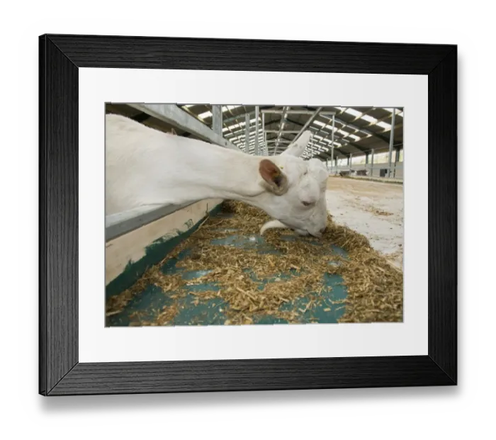 Framed Print : Domestic Goat, Saanen nanny, close-up of head, feeding at feed barrier in yard, Yorkshire, England, September